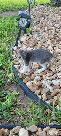 Kittens (Mission)64148953229827123