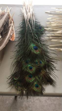Peacock Feathers 1