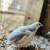 Button Quail (Godornizes) 6 thumbnail