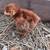 Pullets 2 thumbnail