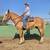 Belgian gelding. Drives and rides 4 thumbnail