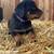 Rottweiler Puppies 5 thumbnail