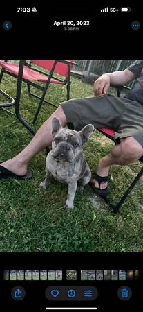 French bulldog (Cutler)63873027569281123