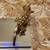 Two Crested Geckos for Rehoming 1 thumbnail