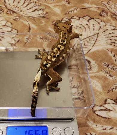 Two Crested Geckos for Rehoming 1