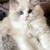 little white kitten !! 2 thumbnail