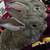 Tamuk meat rabbits 20 thumbnail