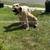 Cane corso - $1,500 OR BEST OFFER (for sale) 13 thumbnail