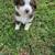 Mini Aussie 2 thumbnail