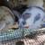 Rabbit 3 thumbnail