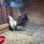 Bantams 2 thumbnail