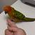 HandFed Sun Conure 2 thumbnail