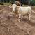 Calfs 3 thumbnail