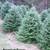 Premium Fraser Fir  and Douglas fir fresh cut Christmas trees 1 thumbnail