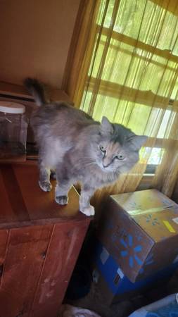 Gato necesitando hogar (Longview WA)63842372346371120