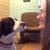 House & Pet Sitting 5 thumbnail