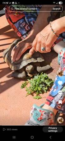 Turtle with a indented shell (Oxnard)63439014276355121