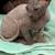 Spynx kittens 5 thumbnail