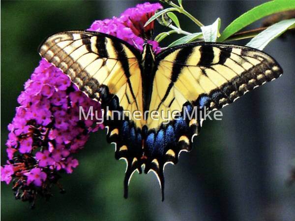 Tiger Swallowtail On Butterfly Bush - Available On Prints & Products 1