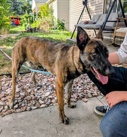 FOUND Dog - Male Malinois, German Shepherd Mix? Lowry/Aurora/Denver (Aurora)63921243479683120