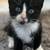 Kitten cat 1 thumbnail
