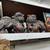 9/19 & 9/20 10am-1pm Pop Up Concord Antique Estate Sale Garage Sale 19 thumbnail