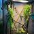 Chameleons 2 thumbnail