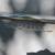RARE 1951 DODGE WAYFARE BUSINESS COUPE 21 thumbnail