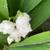 LILY Of The VALLEY PLANTS-Fragrant Perennial Ground Cover 3/$1 4 thumbnail