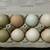 Farm Fresh Chicken/Duck Egg Delivery 1 thumbnail