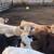 Weaned Steers 19 thumbnail