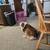 Australian shepherd 2 thumbnail