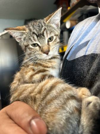 Rehoming 12 week old female kittens (Vancouver)63842373624835122