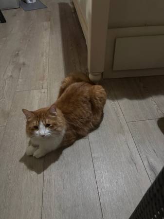 Cat 1