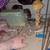Pet rats for rehoming (not snake food) 5 thumbnail