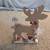 Small Reindeer Believe Holiday Decor 4 thumbnail