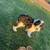 Sheepadoodle puppies 6 thumbnail