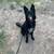 Rehoming black male german shepherd 5 thumbnail
