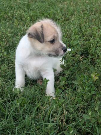 Mezcla de maltés y yorkie (Albertville)63483257123457123