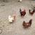 Laying hens 3 thumbnail