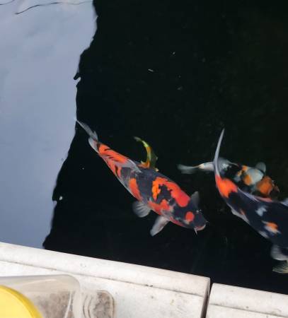 Japanese koi fish 1