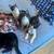 11 week old kittens 1 thumbnail