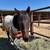 Horse Riding lessons 13 thumbnail