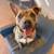 Foster Dog Needs Home!! 3 thumbnail