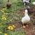 Dutch Hookbill Duck Pairs 4 thumbnail