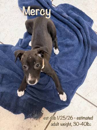 Pups for adoption (deltona)