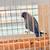 Violet Indian Ringneck Parrot for Sale 6 thumbnail