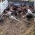 RINGNECK PHEASANTS 1 thumbnail