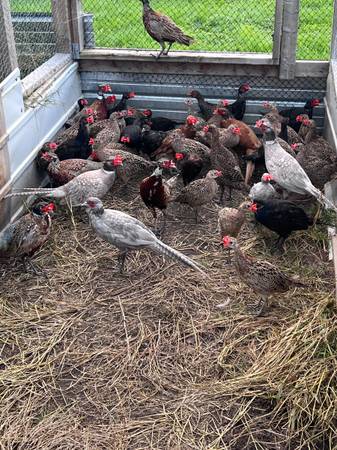 RINGNECK PHEASANTS 1