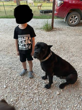 Cane Corso de 3 años63661942158211120